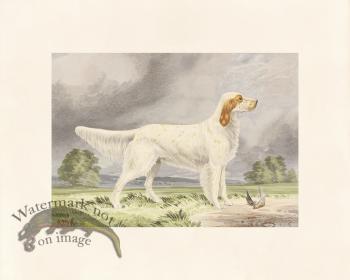 Pope Dog 11 Llewellin Setter Dog